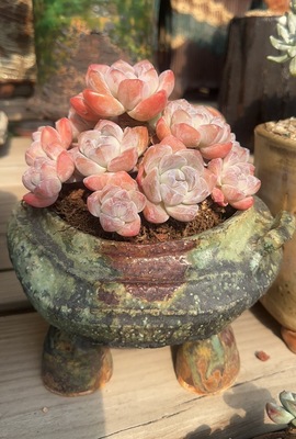 精品冰玉捧花粗腿老桩，控养4年多，冠15左右