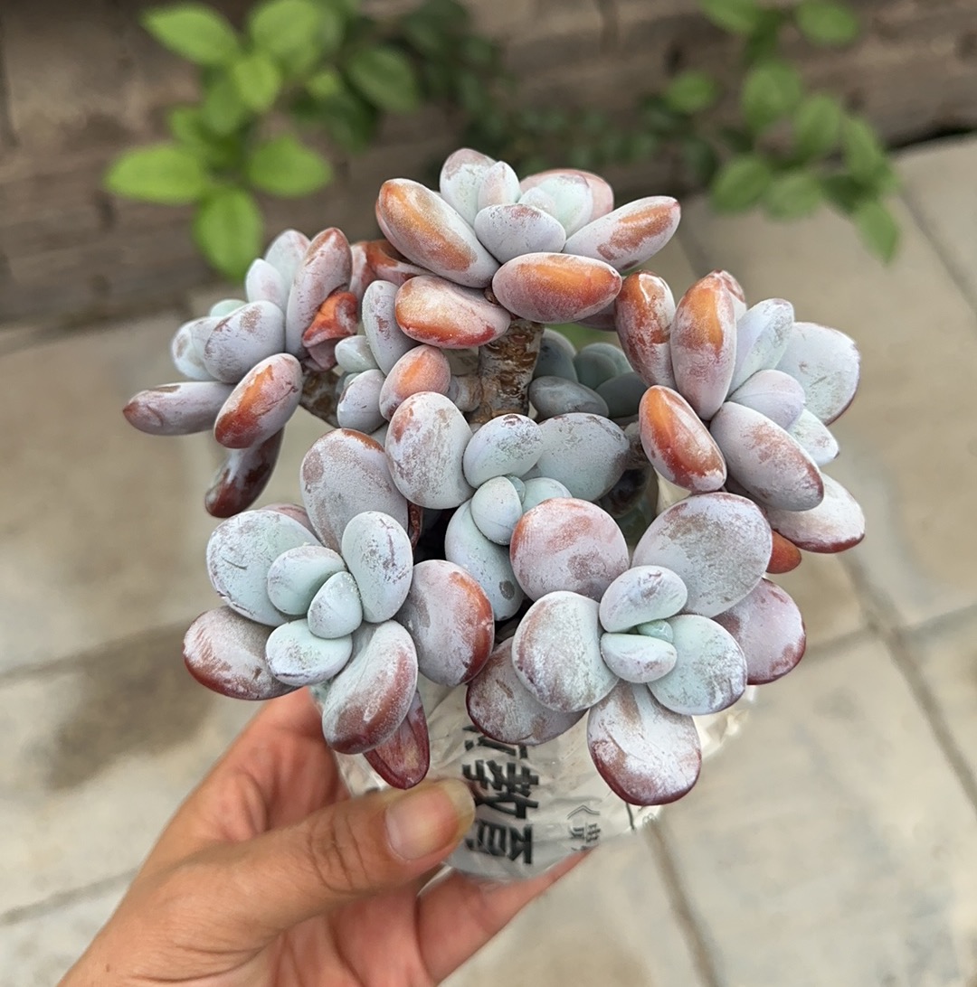 韩货丸叶桃蛋雪莲SP雪美人控养多年老桩