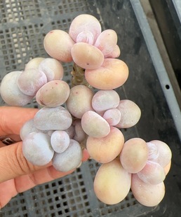 文斯通蛋黄奶老桩