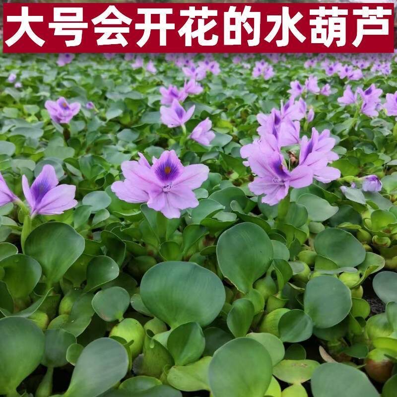 水葫芦懒人水草繁殖水生植物造景池塘水草净化庭院水质养鱼水浮莲