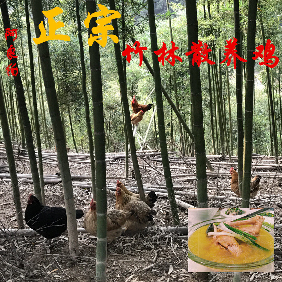 阿良伯天目山农家散养鸡正宗土鸡新鲜现杀虫草鸡苏北老母鸡月子鸡