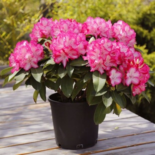 高山杜鹃花盆栽植物室内带花好养的花常年四季开花不断花卉观花