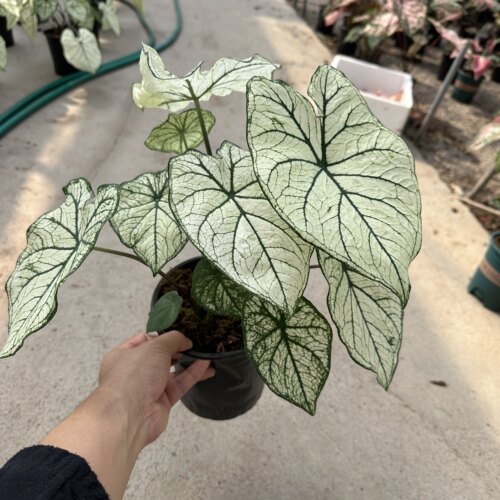 彩叶芋白色水晶大盆室内盆栽花卉热带植物网红花卉好养观叶绿植