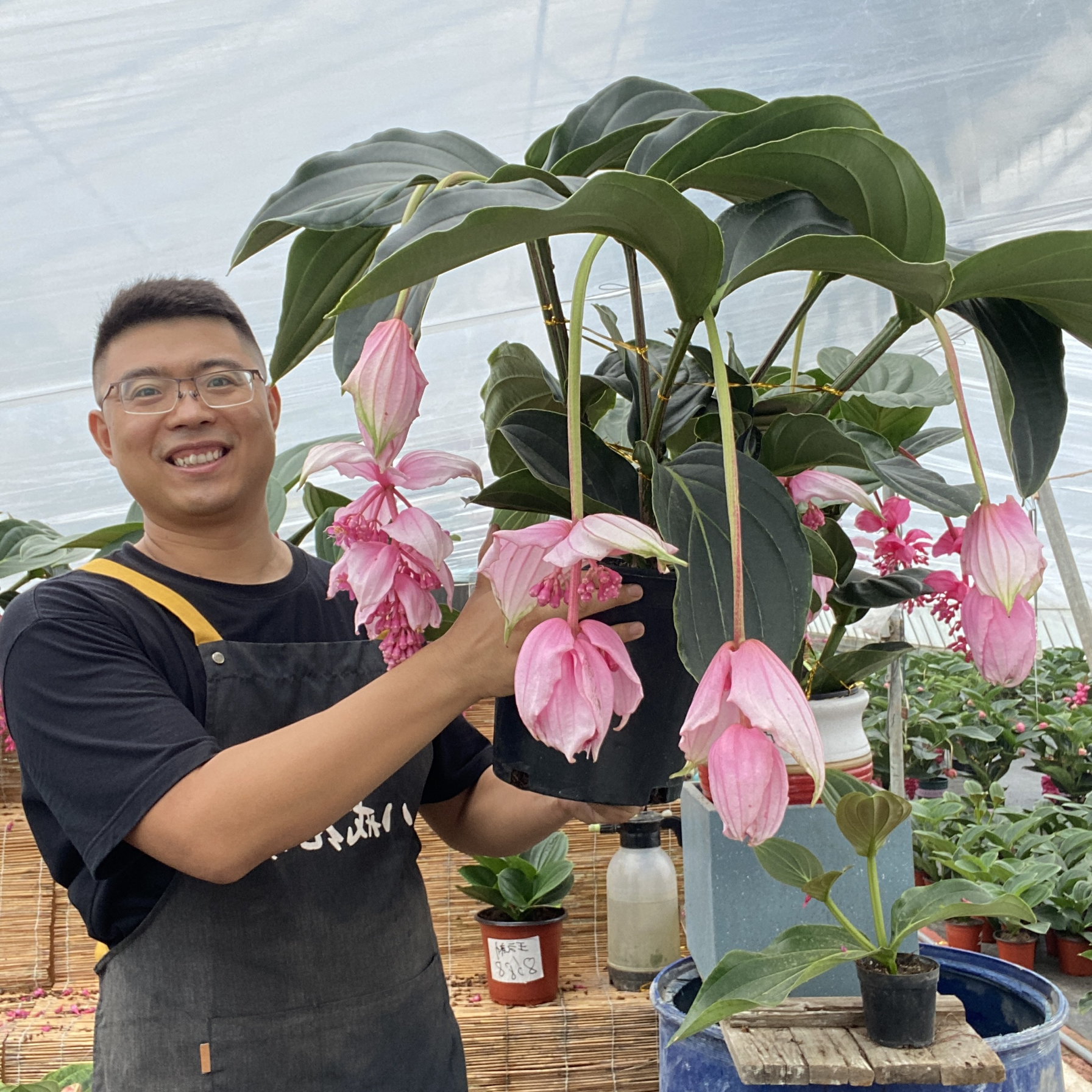 进口宝莲灯花浅粉色室内高档盆栽植物年宵花礼品花室外大型植物