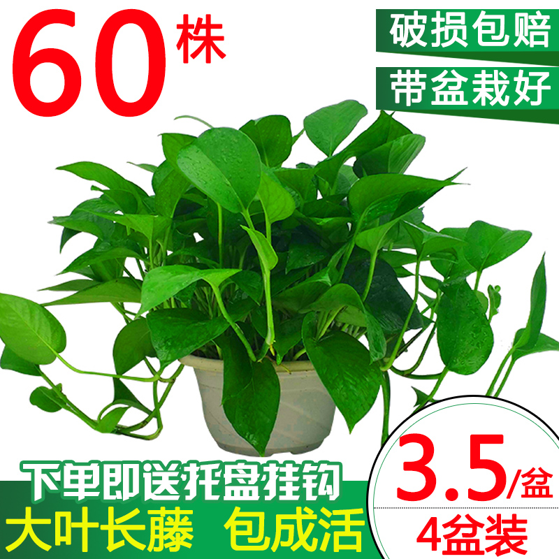 大綠蘿盆栽長藤辦公室內新房吸除甲醛綠籮小盆栽植物水培花卉吊蘭