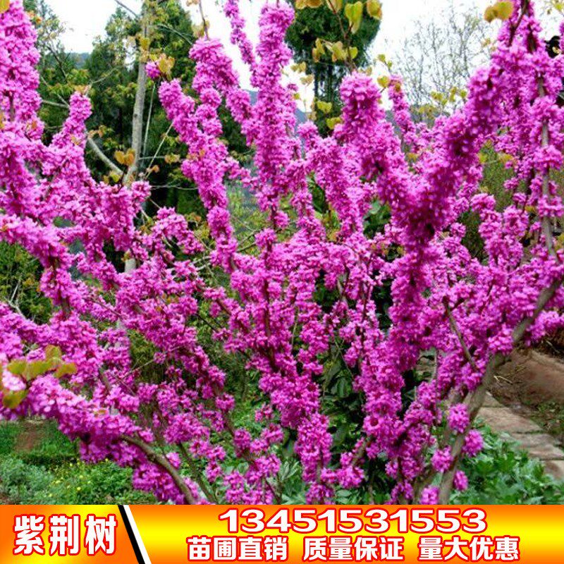 紫荆树苗紫荆花树苗名贵四季风景树盆栽别墅镇宅名贵庭院绿化植物