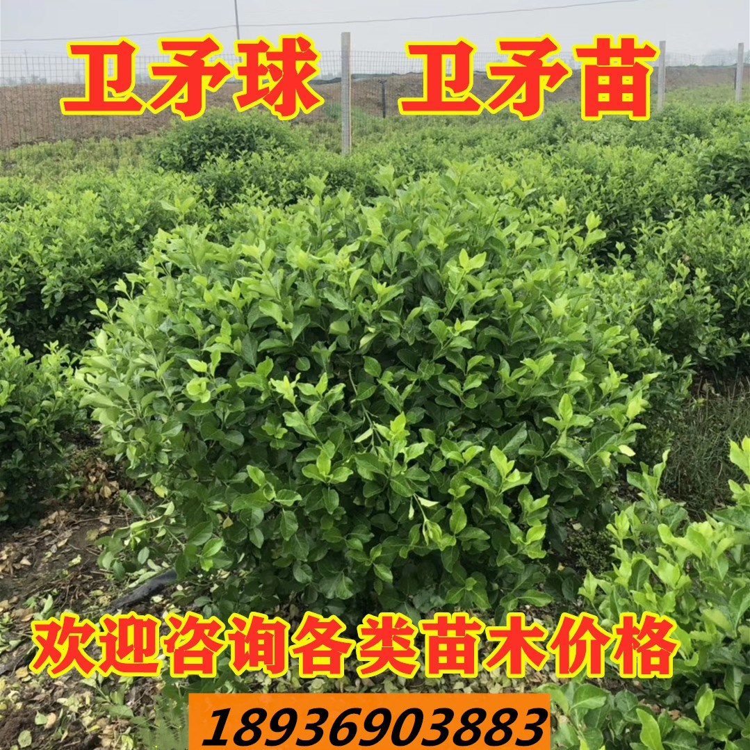 卫矛球 冬青树苗 大叶黄杨苗 卫矛苗 冬青小苗庭院绿化常青植物