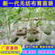 12x12cm方竹苗无纺布育苗袋扦插营养杯育苗盆园林树苗营养钵定制