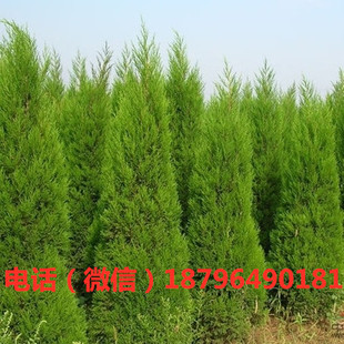 柏树树苗 塔柏 扁柏松柏侧柏树苗圆柏松树宝塔松龙柏苗绿化四季青