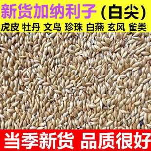 进口加纳利子鹦鹉玉鸟鸟食油尖白尖鸟粮草庐籽虎皮牡丹混合鸽粮食