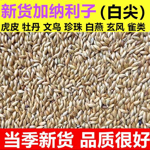 进口加纳利子鹦鹉玉鸟鸟食油尖白尖鸟粮草庐籽虎皮牡丹混合鸽粮食