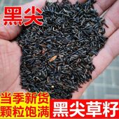 鸟食黑尖粟尼日尔草籽提性鸣叫玉鸟芙蓉鸟金青大金黄麻料鸟粮饲料