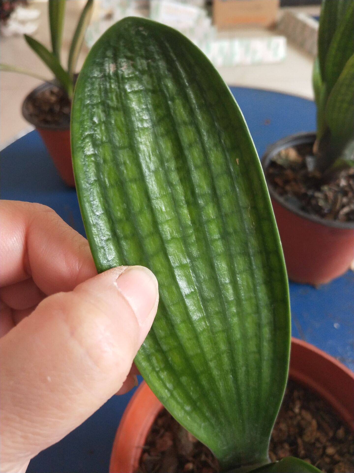 长春精品君子兰粗筋麻脸圆头花脸元宝苗包邮阳台绿植盆栽防辐射