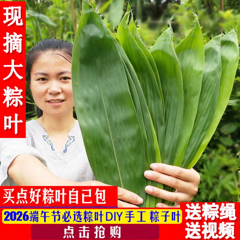 新鲜粽子叶野生箬竹叶粽叶