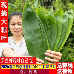 新鲜粽子叶野生箬竹叶粽叶