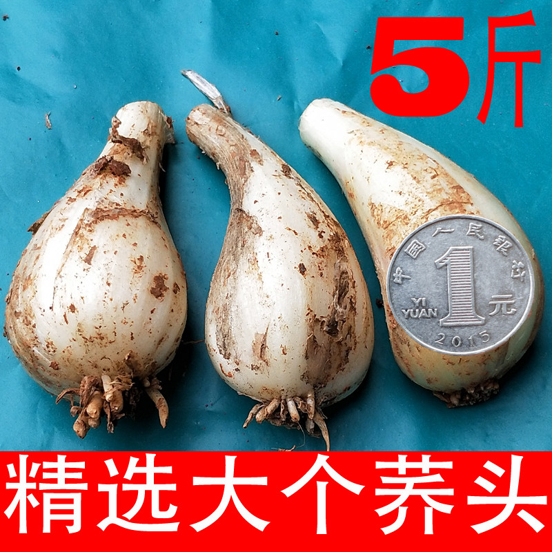 精选荞头1斤/3斤/5斤农家自其它