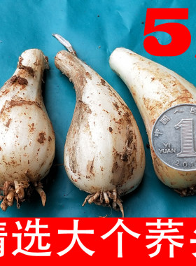 精选荞头1斤/3斤/5斤农家自种现挖茭头新鲜叫头无叶藠头薤白泡菜