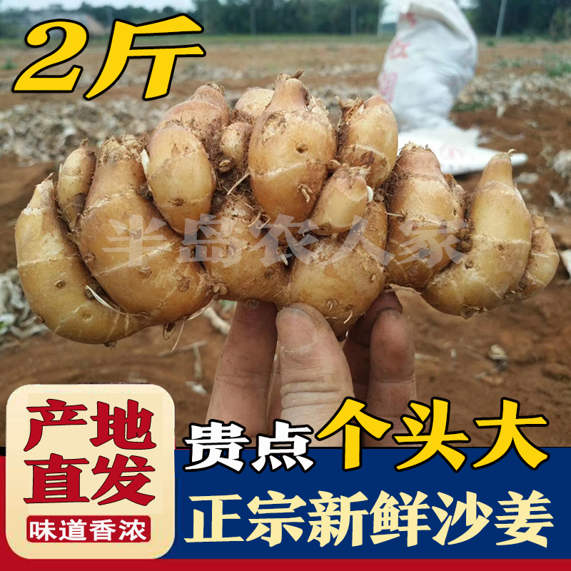 广东特产新鲜沙姜/山奈山姜白切鸡猪鸭调味配料香料可种子苗包邮