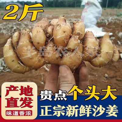 新鲜广东特产香料种子苗包邮沙姜