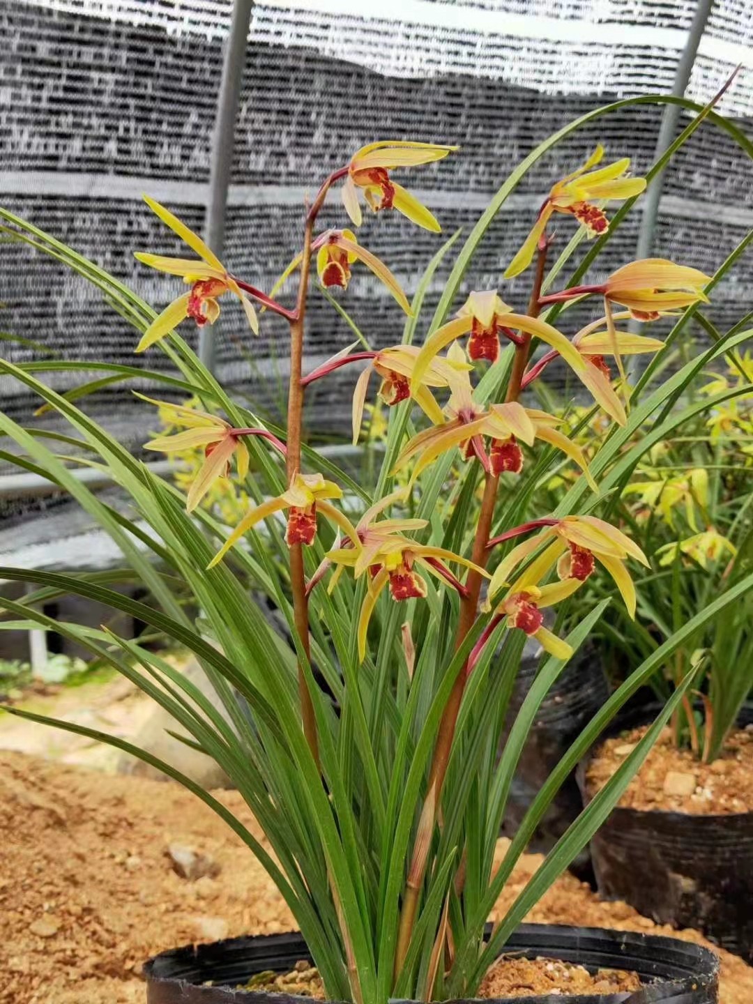 绿色蕙兰花苗带花苞庭院室内大型盆栽植物浓香耐寒易成活