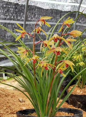 绿色蕙兰花苗带花苞庭院室内大型盆栽植物浓香耐寒易成活