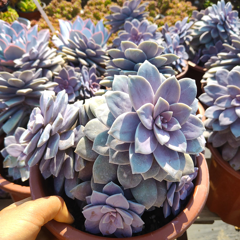 华丽风车多肉老桩净化空气花卉盆栽露养容易养花园阳台适用包邮