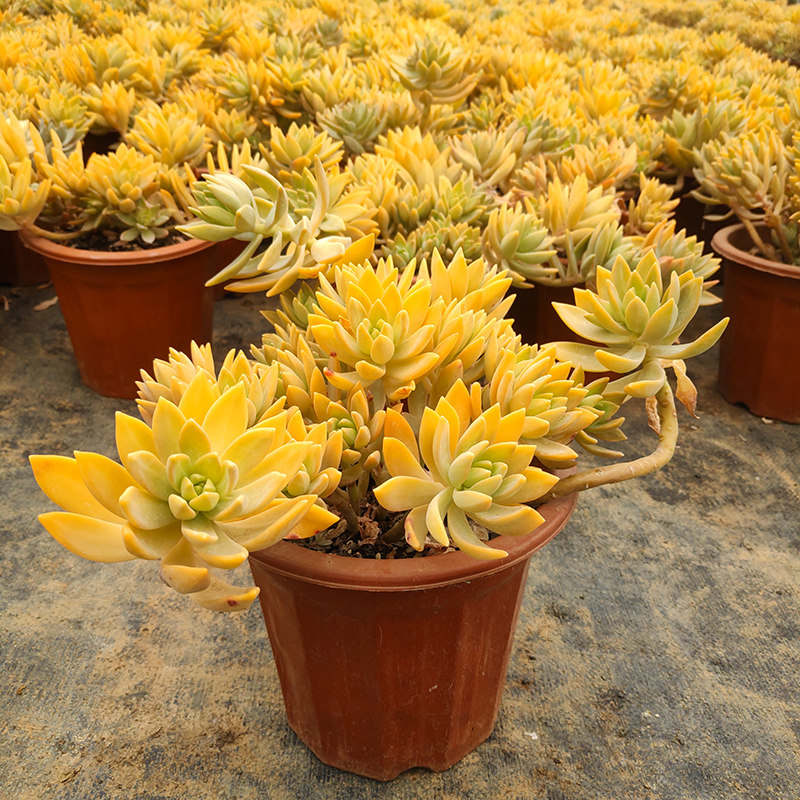 布丁净化空气老桩多肉植物阳台庭院花园露养盆栽云南基地直发包邮