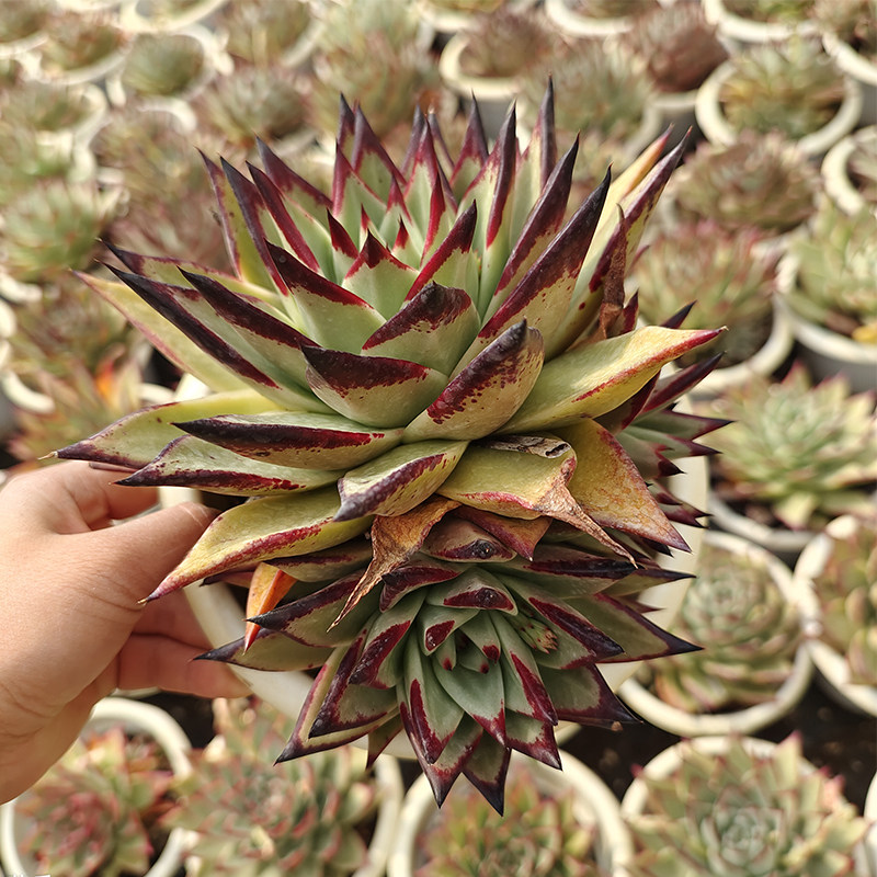 乌木黑檀汁多肉植物基地包邮阳台楼顶庭院花园观赏绿化精品盆栽