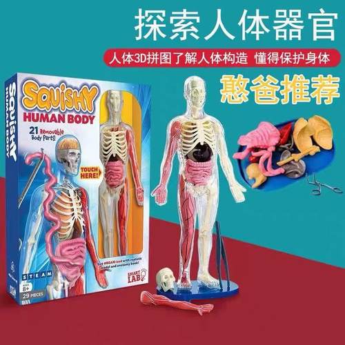 smartlab人体模型器官人脑益智