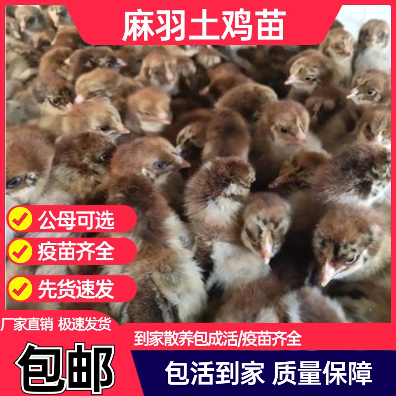 麻羽土鸡苗活体青脚麻鸡活苗笨鸡草鸡小鸡苗活体厂家直销包活包邮