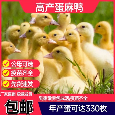 （30只）大种麻鸭活苗下蛋鸭子绿头鸭苗活体生长迅速年产蛋高包邮