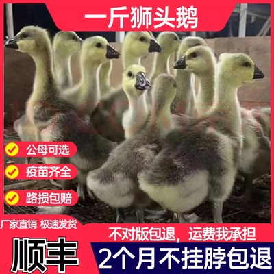正宗纯种15只装狮头鹅活苗特大种二两脱温小鹅仔半大型快大肉鹅苗