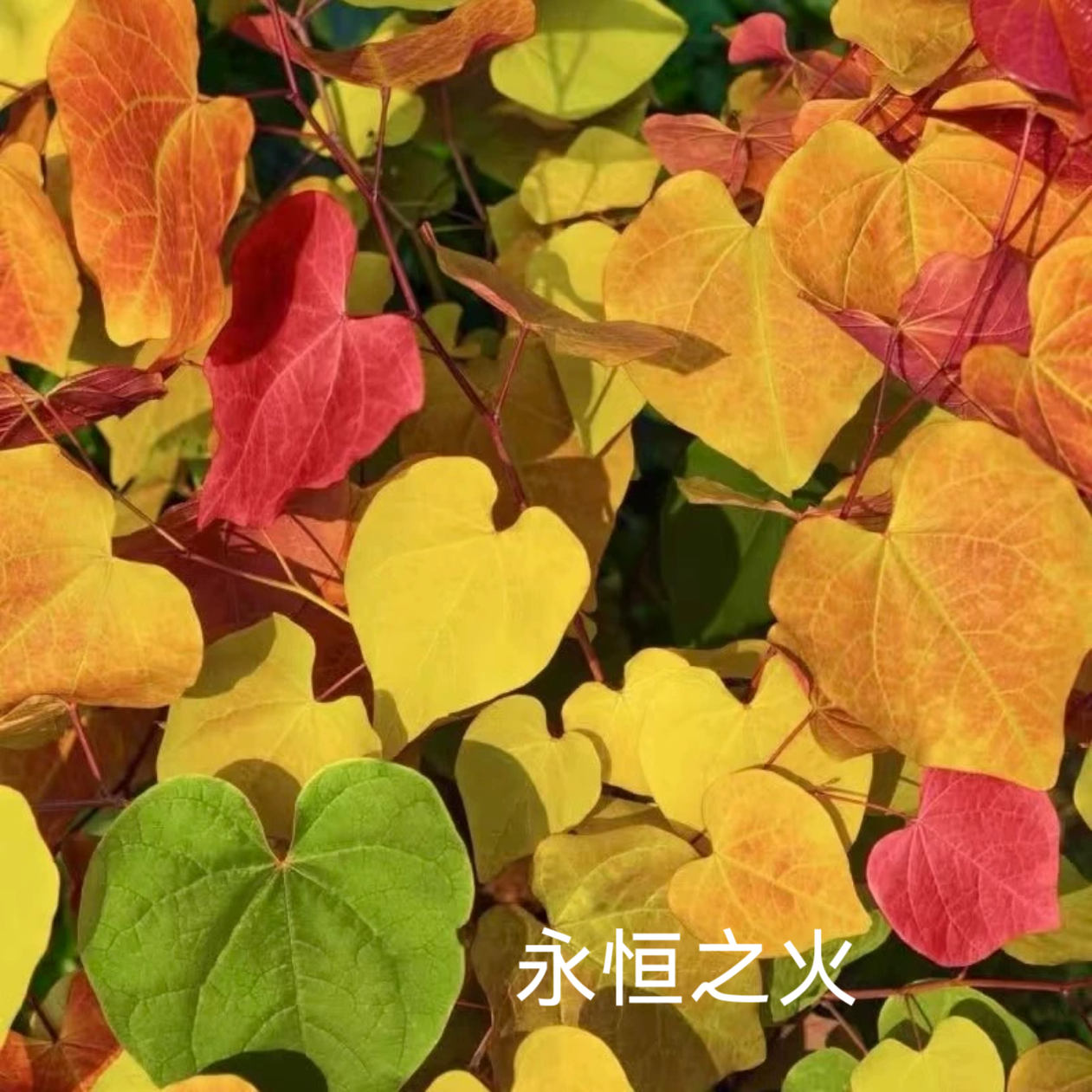 幸福园艺家永恒之火甜心流浪猫朝阳白水彩叶植物加拿大紫荆心型叶