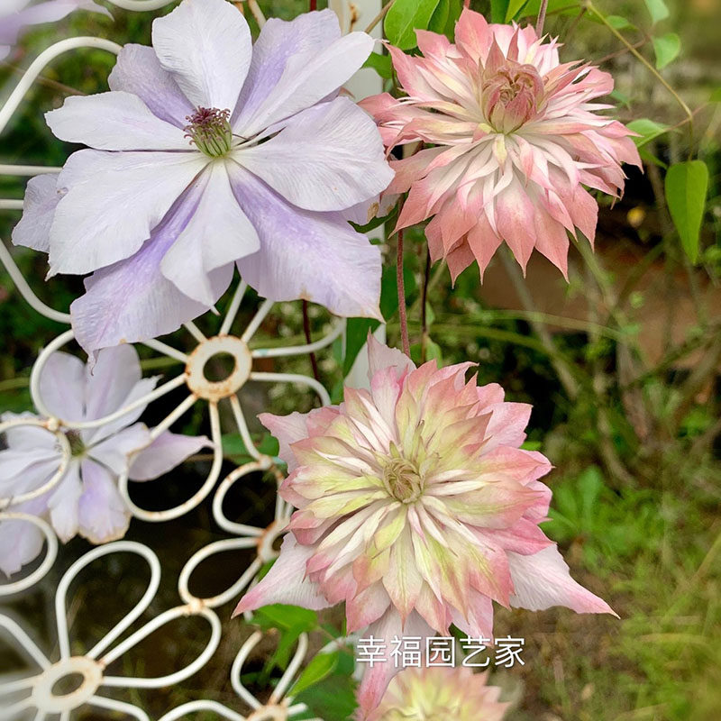 幸福园艺家昼天使F系铁线莲花量巨大耐寒