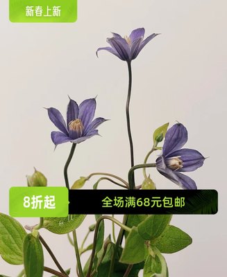 幸福园艺家阿拉贝拉P9小苗中苗全缘铁线莲开花机器易养护