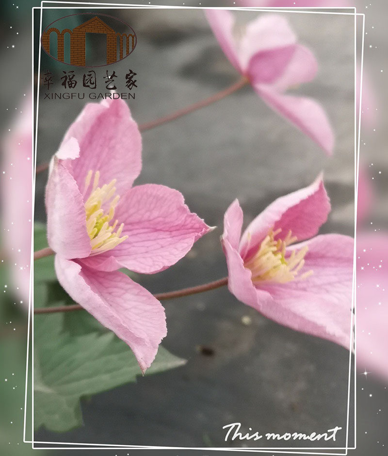 杰出梵高玫瑰花蕾红蝶有香味铁线莲蒙大拿耐寒包邮