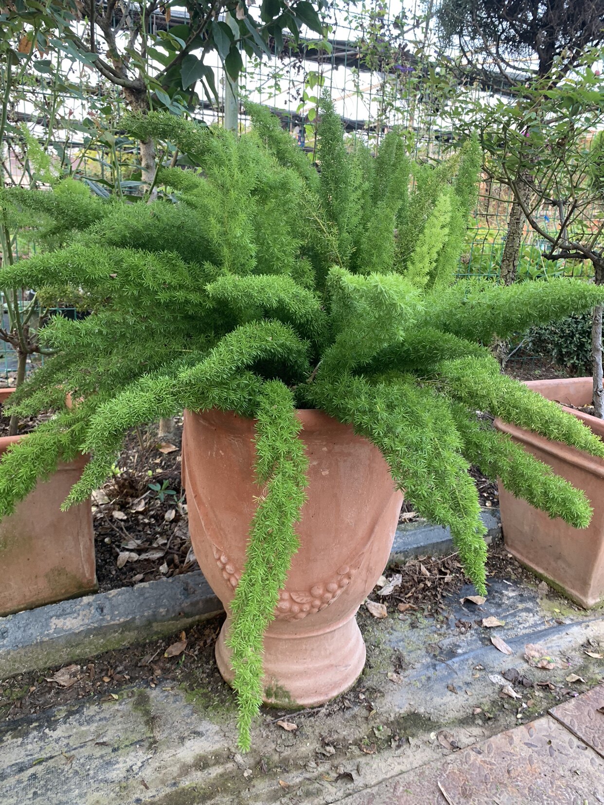 幸福园艺家大盆狐尾天门冬盆栽 四季常青花园植物多年生别墅花园