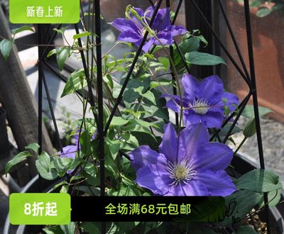 铁线莲庭院阳台植物爬藤花卉