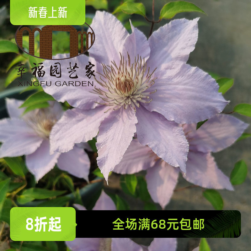 惠幸福园艺家金银丝中苗大道矮生铁线莲大花早花易养护