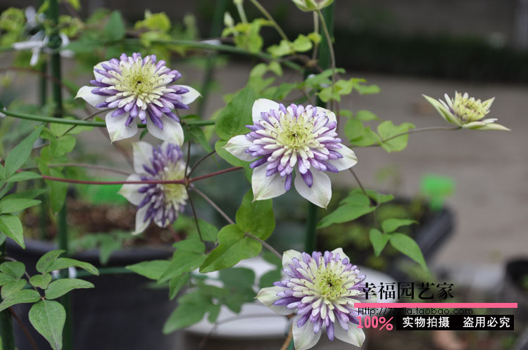 幸福园艺家新幻紫小绿啤酒约瑟芬铁线莲