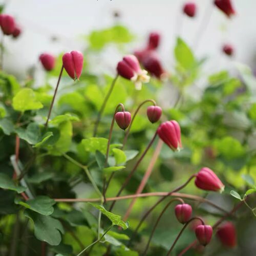 铃铛铁线莲凯特王妃胭脂扣