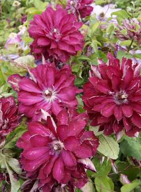 幸福园艺家红色激情新品重瓣早花大花铁线莲P9盆栽小苗满4棵包邮