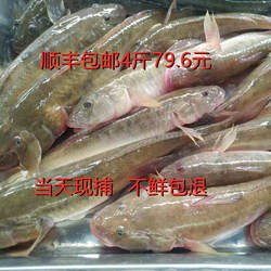 连云港中国大陆新款沙光鱼鲜活冷冻新鲜小龙鱼海鲶鱼深海水产海鱼