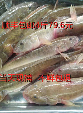 连云港中国大陆新款沙光鱼鲜活冷冻新鲜小龙鱼海鲶鱼深海水产海鱼