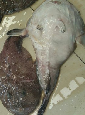 新鲜鲜活大安康鱼带肝带肚丑鱼海鲜水产老头鱼软骨无刺3斤包邮