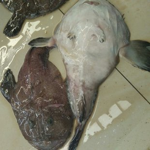 新鲜鲜活大安康鱼带肝带肚丑鱼海鲜水产老头鱼软骨无刺3斤包邮