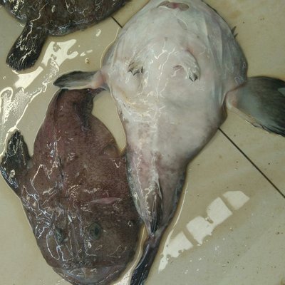 新鲜鲜活大安康鱼带肝带肚丑鱼海鲜水产老头鱼软骨无刺3斤包邮