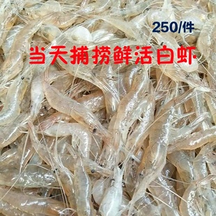海鲜水产鲜活 小白虾鲜活青虾孕妇宝宝辅食白对虾野生白虾子500克