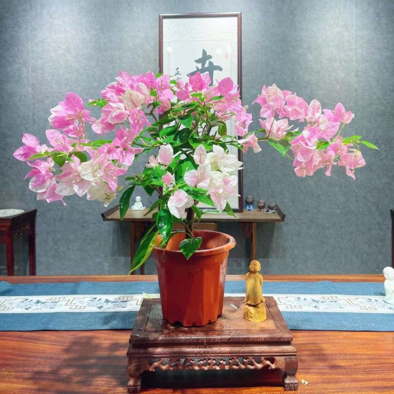 广红樱三角梅盆栽带花带盆爬藤老桩基地直发