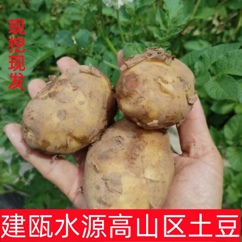 福建土豆建瓯水源农家马玲薯政和新鲜高山区时令疏菜黄心芋子现挖